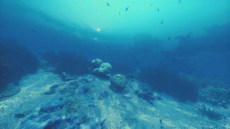 A group of fish swimming over a sandy bottom 34818538 Stock Video at ...