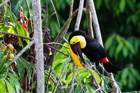 Wildlife in Costa Rica | Matthew Paulson Photography