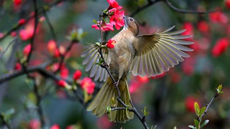 Melody of Birds: Beautiful birds and fantastic flowers - CGTN