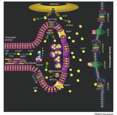 Figure 1 from Maoa and the Neurogenetic Architecture of Human Aggression Opinion | Semantic Scholar