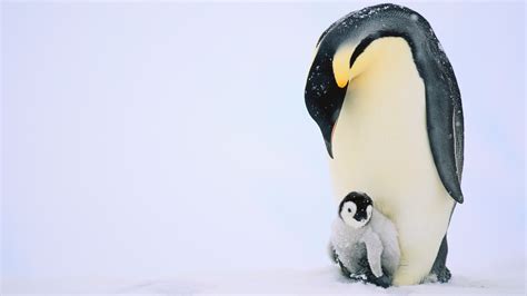 Emperor Penguins Habitat