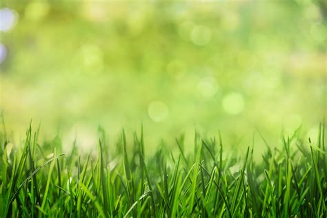 green-grass-background-CCQLWRU – Living Earth