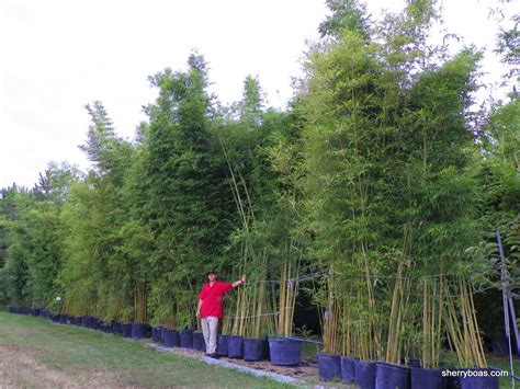 Beautiful Bamboo: Graceful Bamboo - Bambusa textilis gracilis