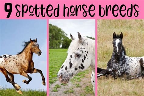 9 Spotted Horse Breeds You'll Love! - Helpful Horse Hints