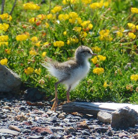 Cute Baby Sandpipers | The Meadowlands Nature Blog