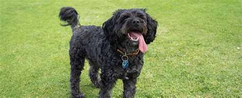 Why Does Positive Reinforcement For Dogs Work? - PetLab Co