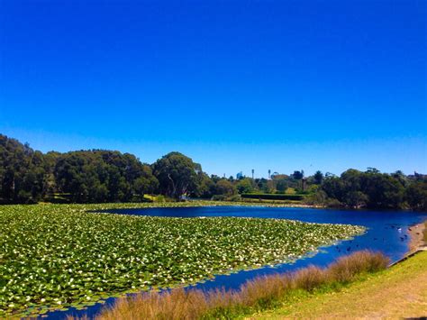 Centennial Park | Sydney Australia | Centennial park sydney, Centennial park, Sydney australia