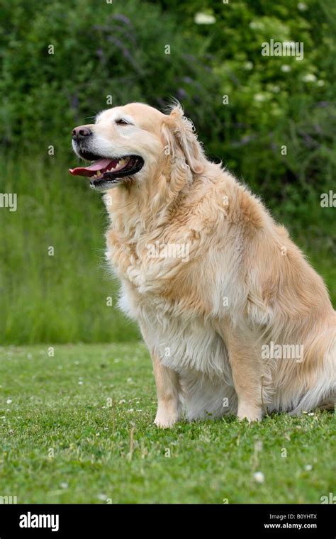 Golden Retriever overweight too fat Stock Photo - Alamy