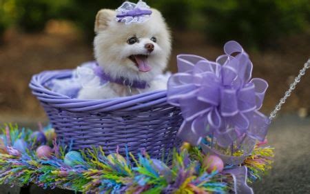 Happy Easter! - Dogs & Animals Background Wallpapers on Desktop Nexus ...