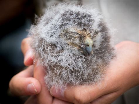 One of world’s rarest owl species has chance at survival after ...