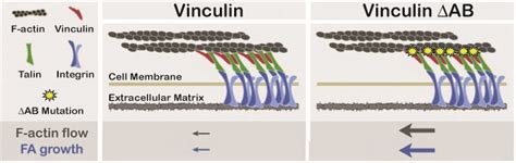 NIH and UNC Researchers Define Role of Protein Vinculin in Cell Movement - Biochemistry and ...