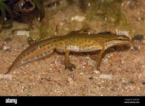 Detailed closeup on an aquatic male European Common palmate newt Lissotriton helveticus in ...