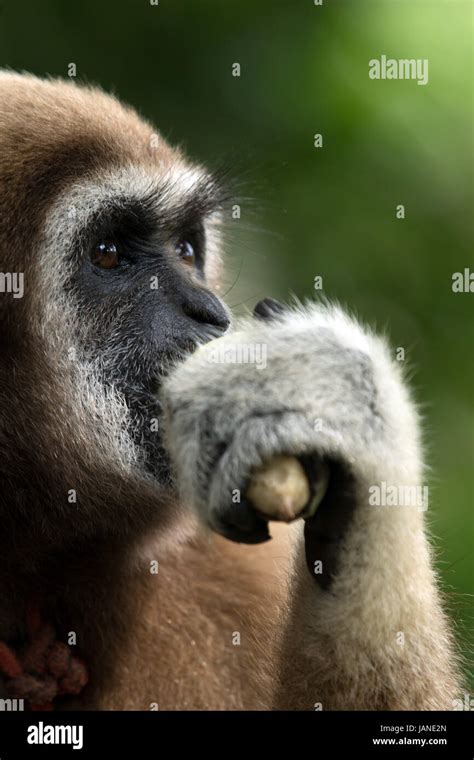 gibbon close- up face in zoo Stock Photo - Alamy