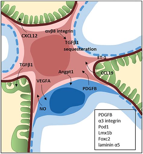 Glomerular Basement Membrane Histology