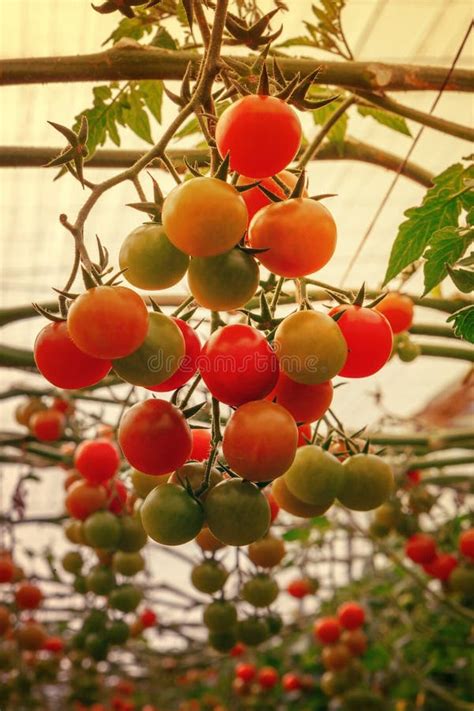 Tomatoes on Almeria Greenhouse. Stock Photo - Image of tree, tomatoe: 27529734