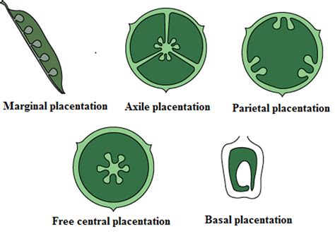 Placentation | Biology Class 11 - NEET