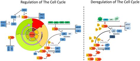 Regulation of the cell cycle. The cell cycle is a process which is ...