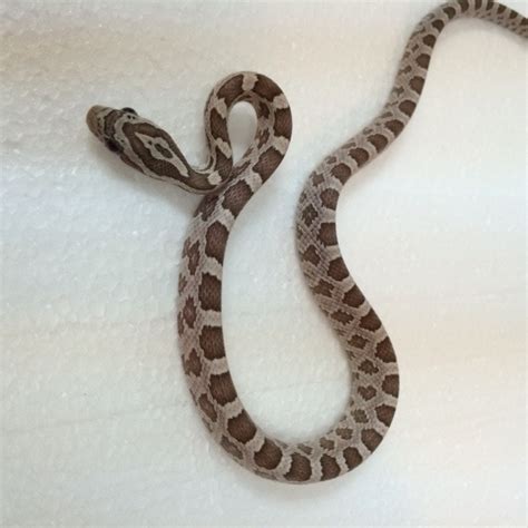 Ghost Corn Snakes for sale | Snakes at Sunset