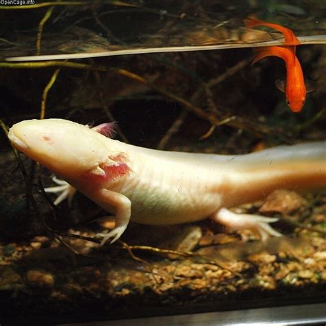 Choosing And Caring For Your Pet Axolotl – MudFooted