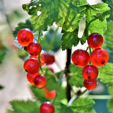 Perfection Red Currant Plant For Sale - 6-12" Bareroot