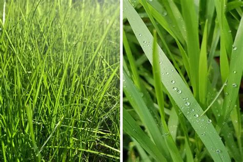 Ryegrass vs Fescue: Everything You Need To Know In One Place