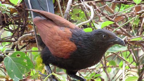 Greater Coucal Bird - YouTube