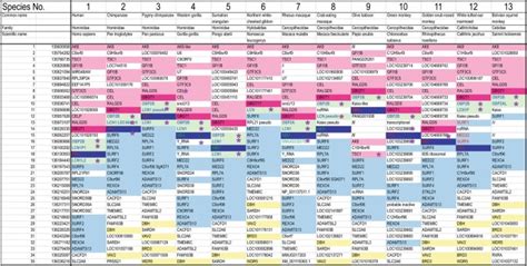 Evolutionary divergence of the ABO and GBGT1 genes specifying the ABO ...