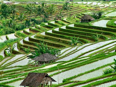 alam, budaya dan lingkungan: Sawah Terasering