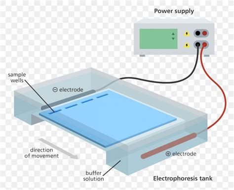 Agarose Gel Electrophoresis Polyacrylamide Gel Electrophoresis, PNG ...