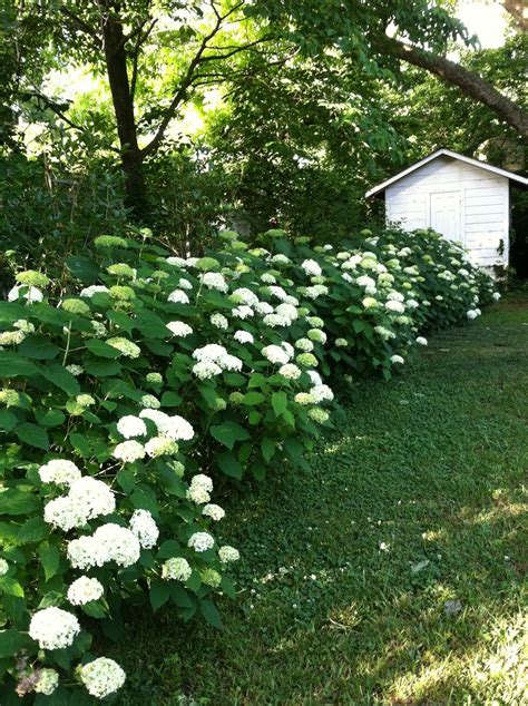 Annabelle Hydrangeas