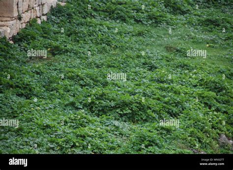 The Krak des Chevaliers Stock Photo - Alamy