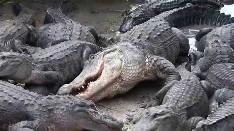 Gatorland - Feeding at the Breeding Marsh - YouTube