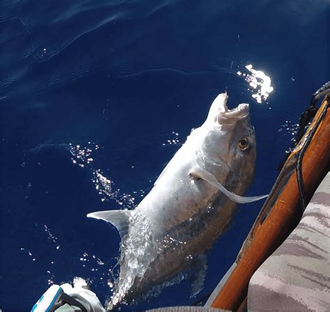 Fish Recipes Archives - Hawaii Nearshore Fishing