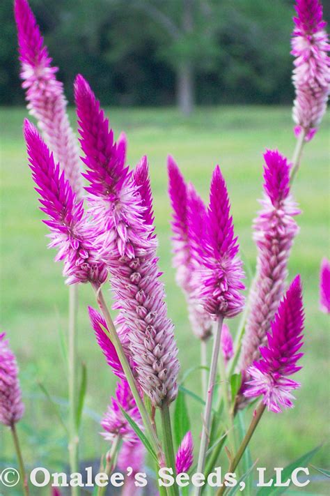 "100+ FRESH Celosia - Pink Flamingo Feather - Plume Flower - Seeds (Celosia spicata). These ...