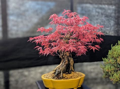 This cute red oak bonsai i saw at plant exhibition : gardening