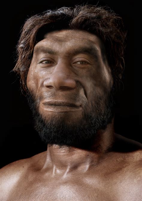 Homo Erectus Pictures