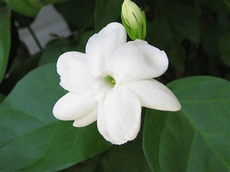 What Is Sampaguita Flower In English - Home Alqu