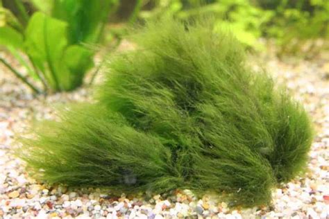 What Is The Black Hair Algae And How To Get Rid Of It? | atelier-yuwa.ciao.jp