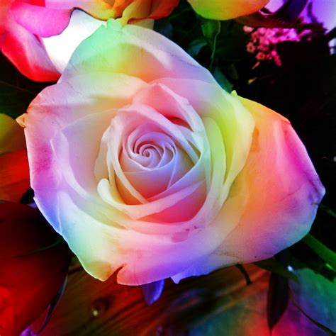 Rainbow Rose Free Stock Photo - Public Domain Pictures