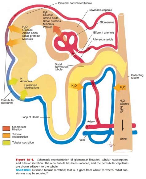 Tubular Reabsorption - Formation of Urine