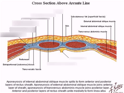 Arcuate Line