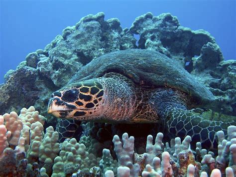 The Hawksbill Turtles | Red Sea | The Wildlife