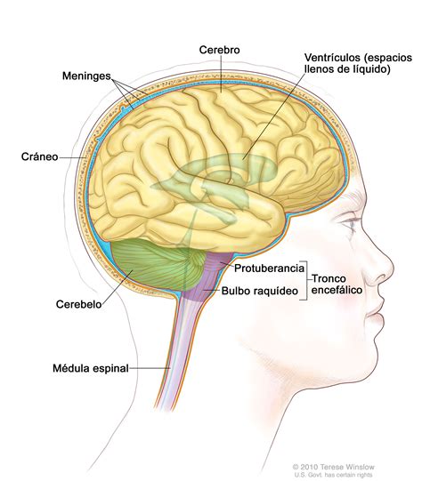 Sistema Nervioso Central Concepto - bourque