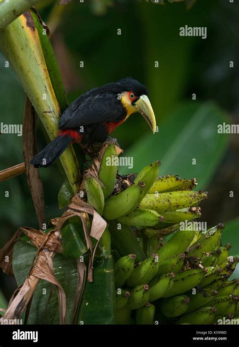 Red-breasted Toucan (Ramphastos dicolorus) eating banana in the ...