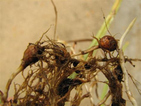 Piermont Community Garden: Yellow Nutsedge Wins Community Garden Weed ...