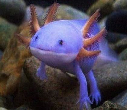 Axolotl – Permanent Juvenile and Smile | Baby Animal Zoo