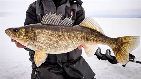 Walleye | Species | In-Depth Outdoors