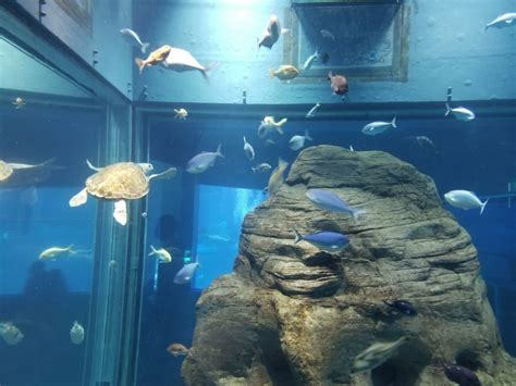 Osaka: 5 Things I love about the Osaka Aquarium - Making Days Count