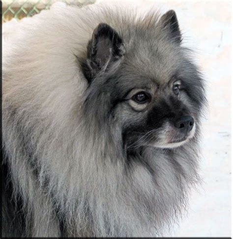 Owenbriar Keeshonden | Keeshond, Cute dogs and puppies, Wolf dog