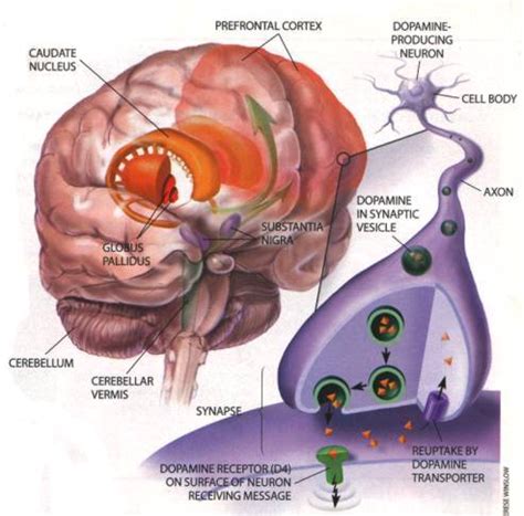 Slower Brain Development In ADHD Children, Says Study | TopNews